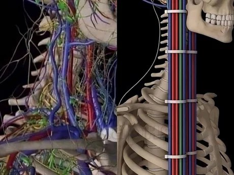 Si el que nos diseñó hubiese sido ingeniero de redes&mldr;